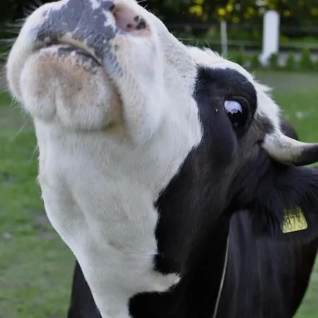 Na Farmie 別荘 Sztum