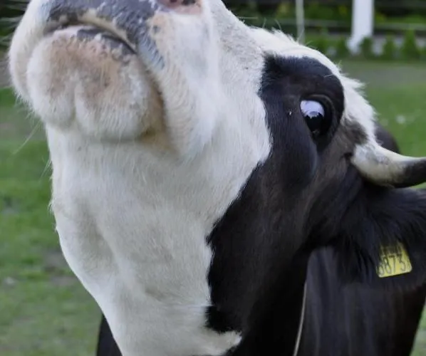 Na Farmie 別荘 Sztum